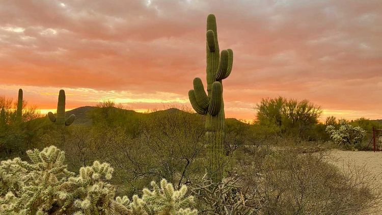 Before the year ends, help keep desert stories alive