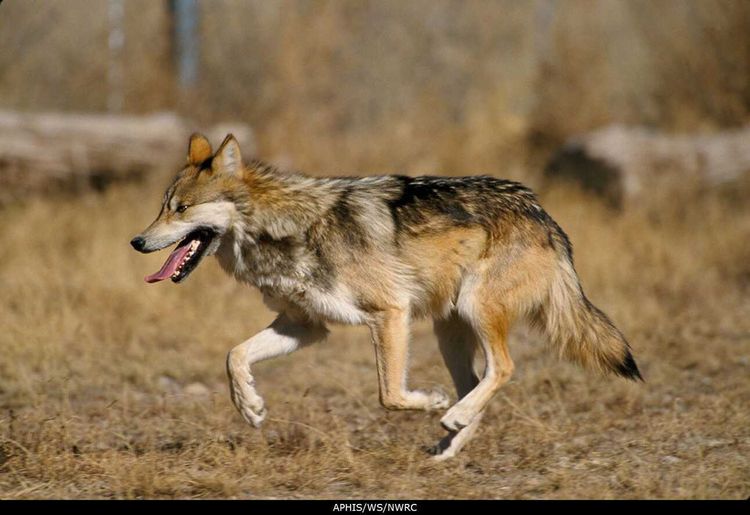 S3E31: Return of the Lobo: Restoring Texas' Mexican Wolves