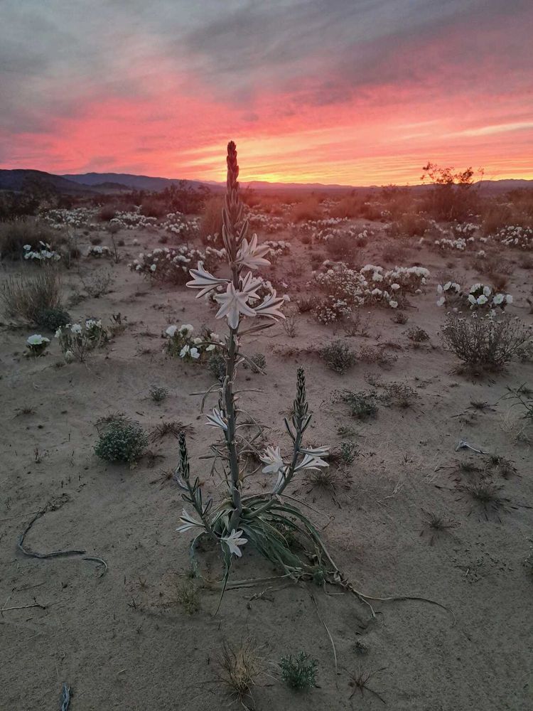 90 Miles from Needles News: Wildflowers!