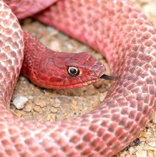 New Episode! S3E22: Debunking Snake Misconceptions