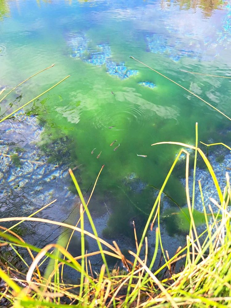 S4E2: Some good news about Ash Meadows