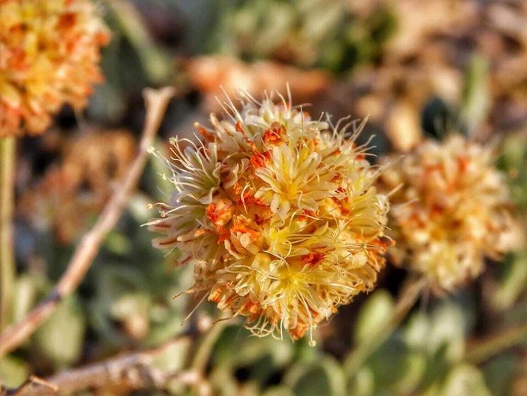 S3E33: Dr. Naomi Fraga joins us to chat about two rare Nevada plants under threat