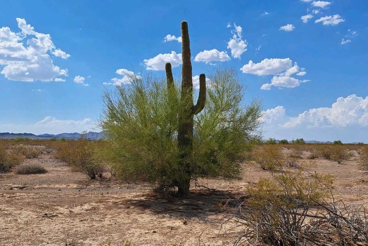 90 MFN: The Majestic Saguaro, Part 1