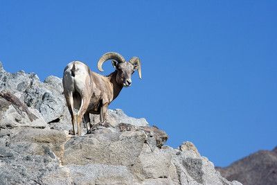 S2E16: 90 Miles from Needles: Protecting the Desert Bighorn Sheep