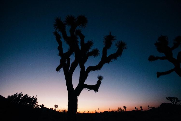 Joshua Trees and Family Trees