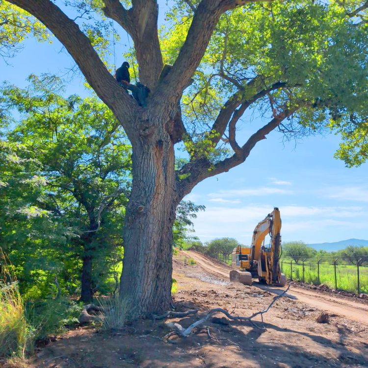 90 MFN newsletter: Tree-sit on the Border