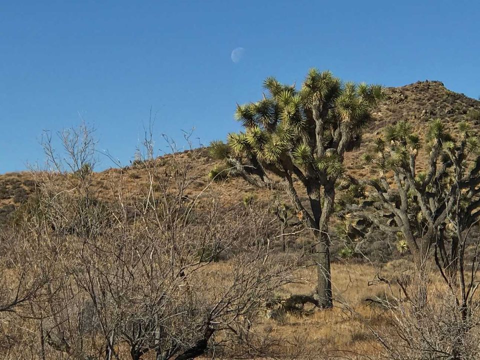 90 Miles from Needles: Save the Joshua Trees!