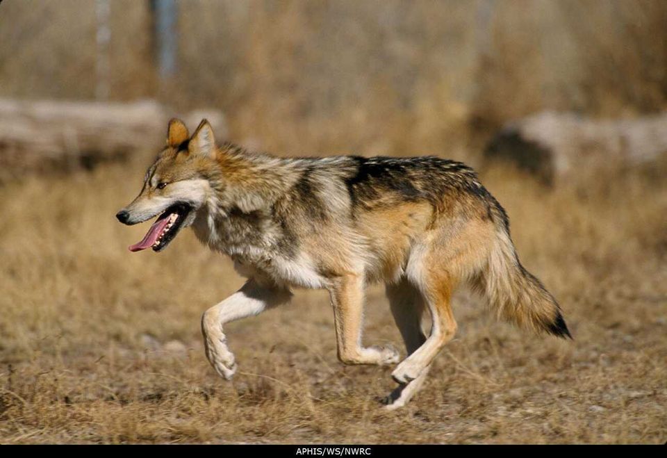 S3E31: Return of the Lobo: Restoring Texas' Mexican Wolves
