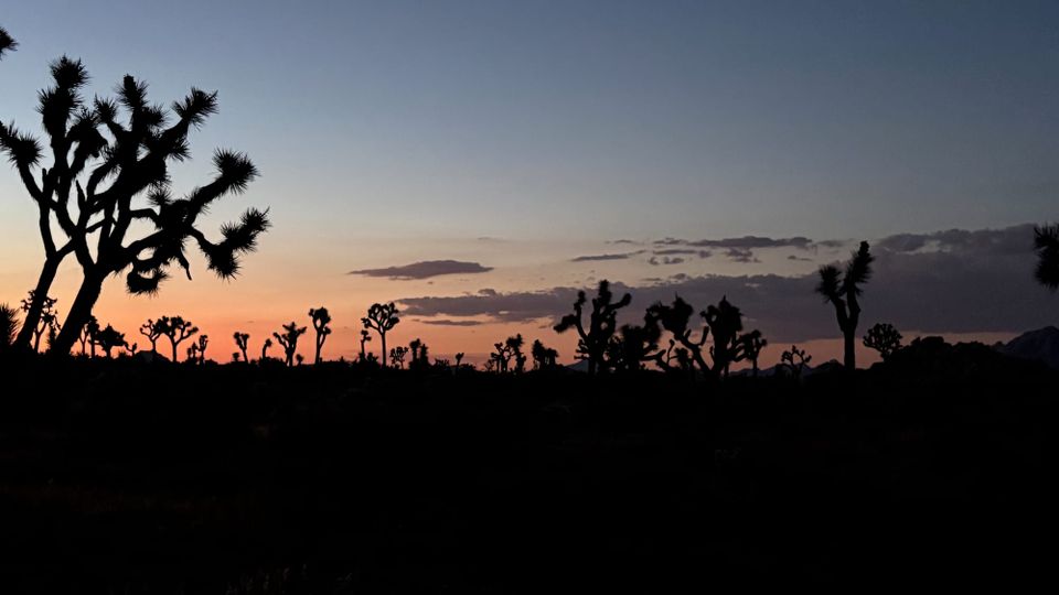 A Joshua tree forest backlit by a dark sunset.