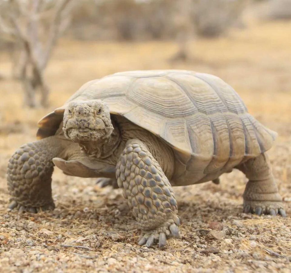 The Desert Tortoise Still Has a Chance!