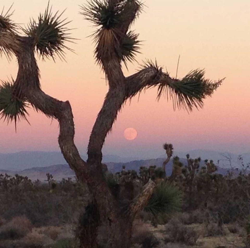 S1 E20: CA punts on protecting Joshua trees