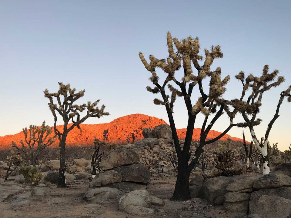 90MFN: The Life, Death, and Rebirth of Cima Dome