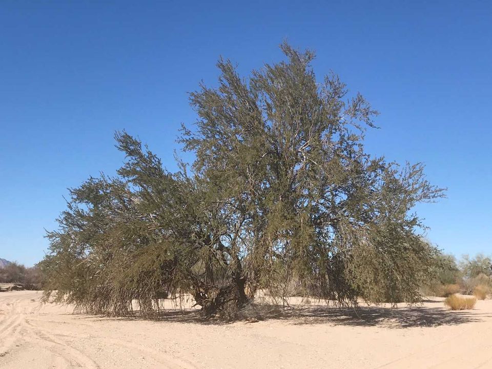 Our Season Finale: Desert Ironwoods