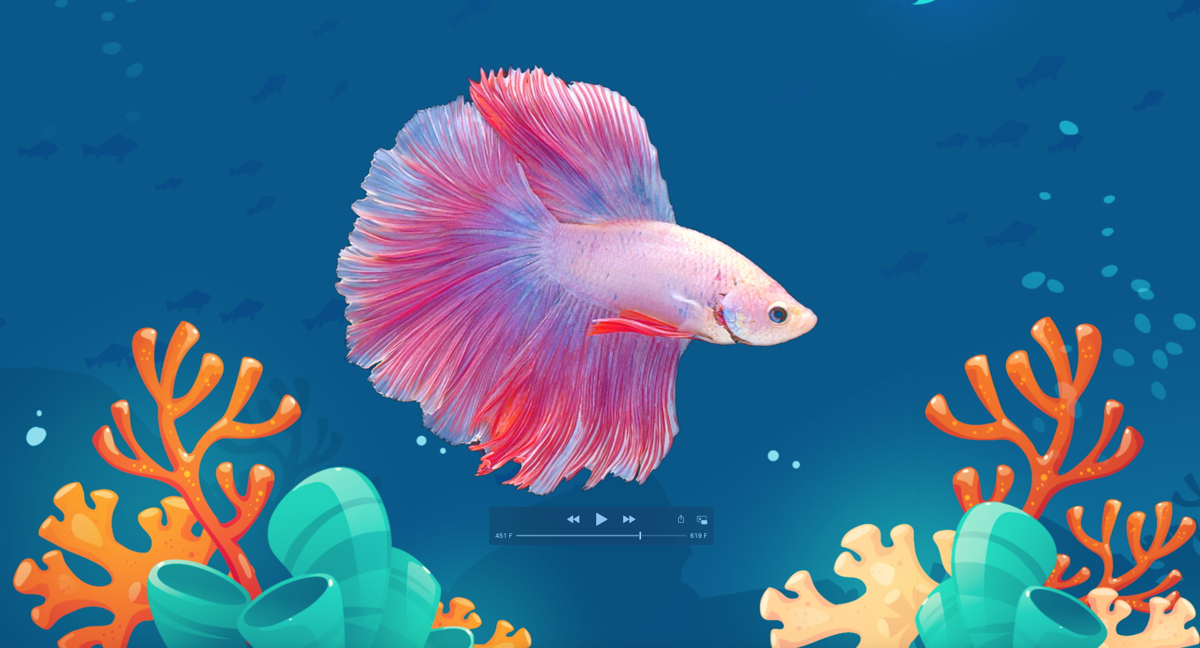 Betta Fish Club