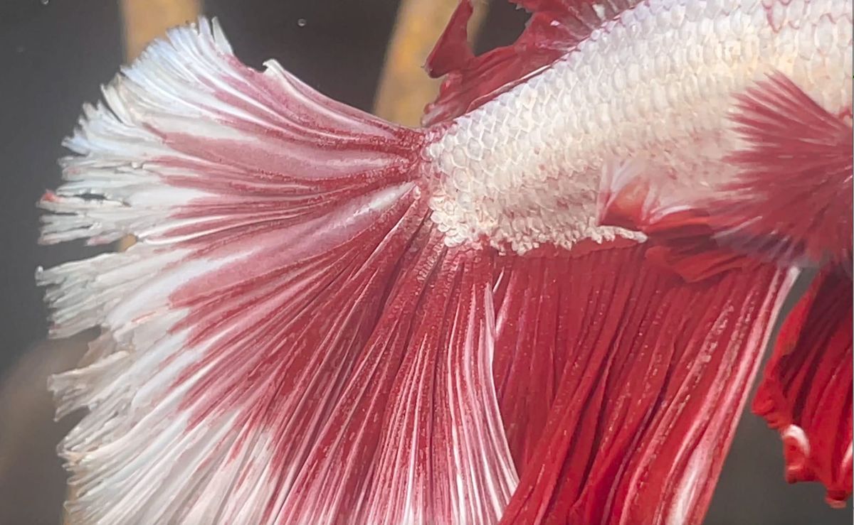 How to Cure Betta Fish Fin Rot