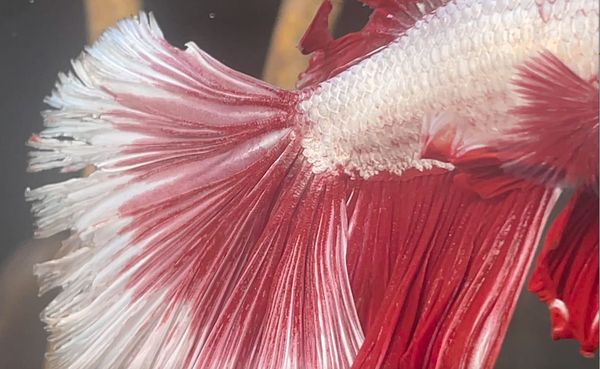 How to Cure Betta Fish Fin Rot