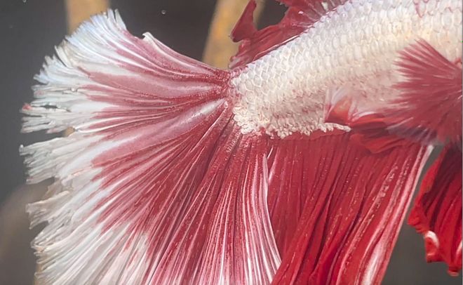 Image of: How to Cure Betta Fish Fin Rot