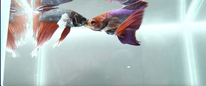 Image of: Why Do Betta Fish Fight?