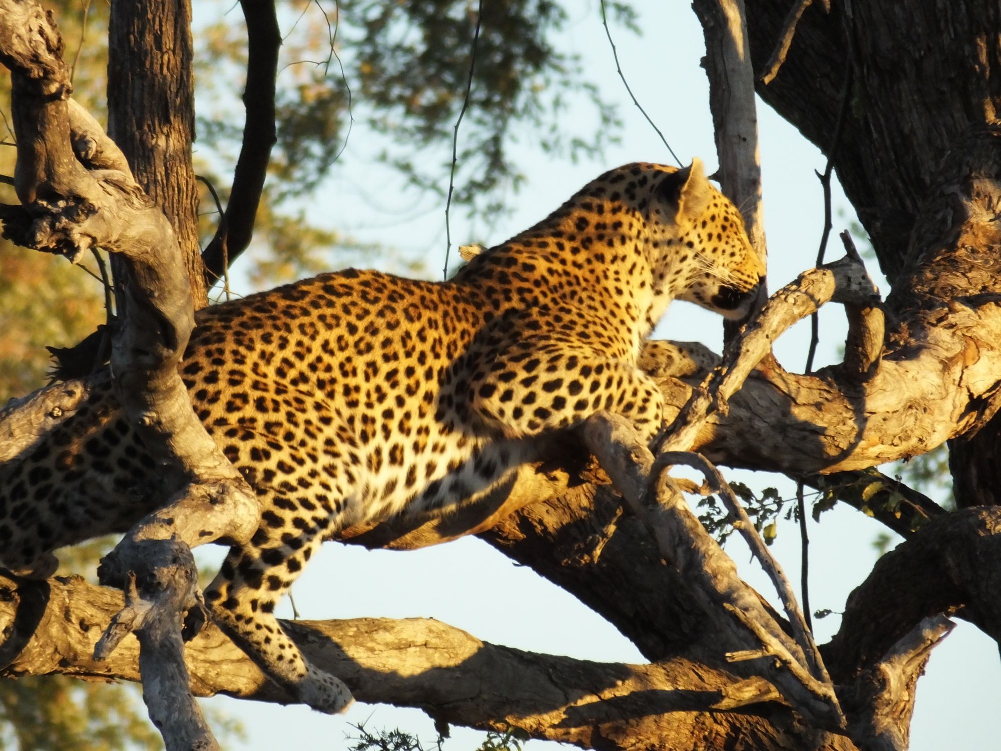 Leopard in a tree in the Okavango Delta 