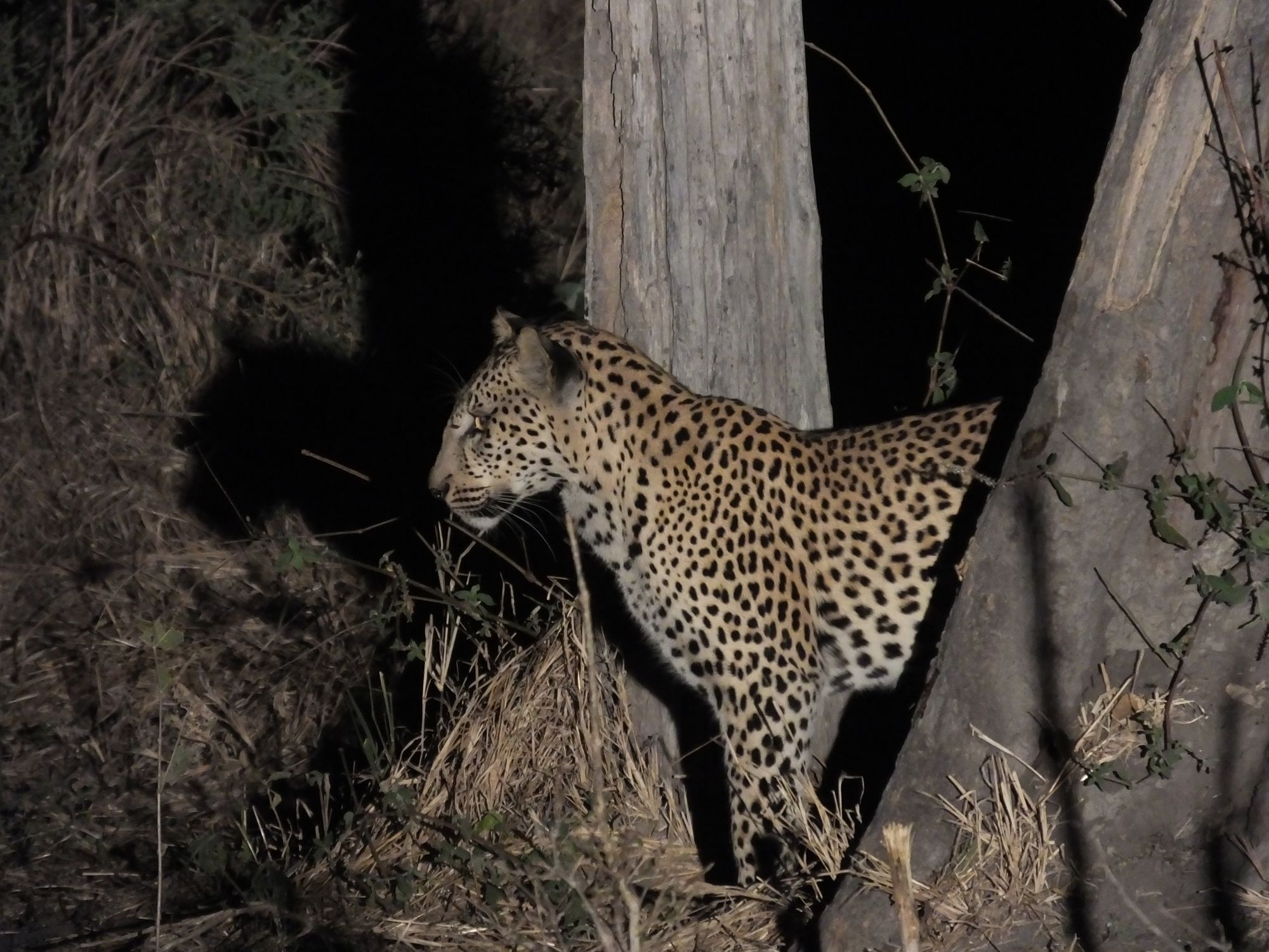 Leopard in Okavango Delta 