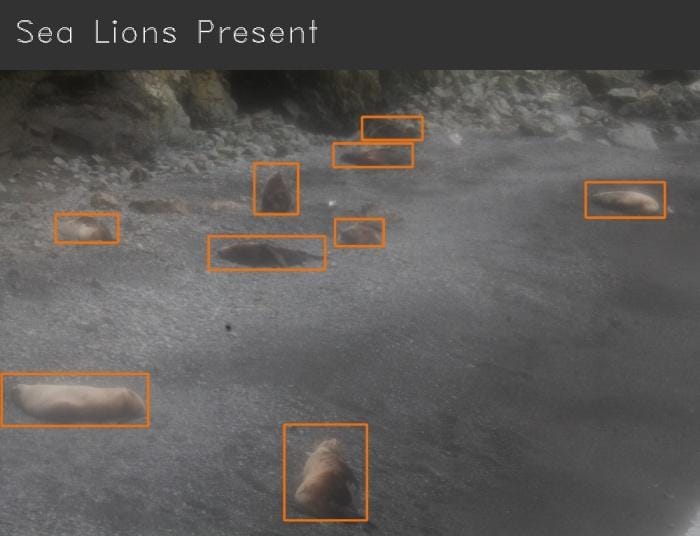 multiple sea lions lying on beach, one box drawn around each sea lion