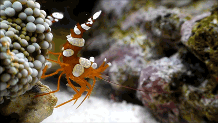 Two sexy shrimp with orange with white spots on a rock swaying their tails.