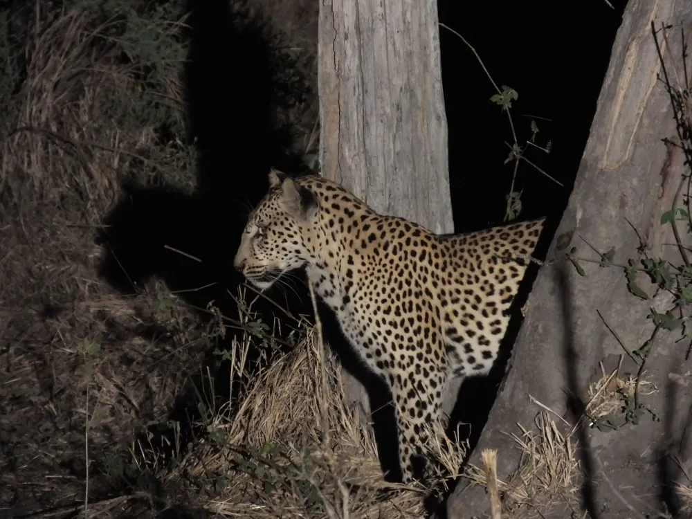Leopard in Okavango Delta 
