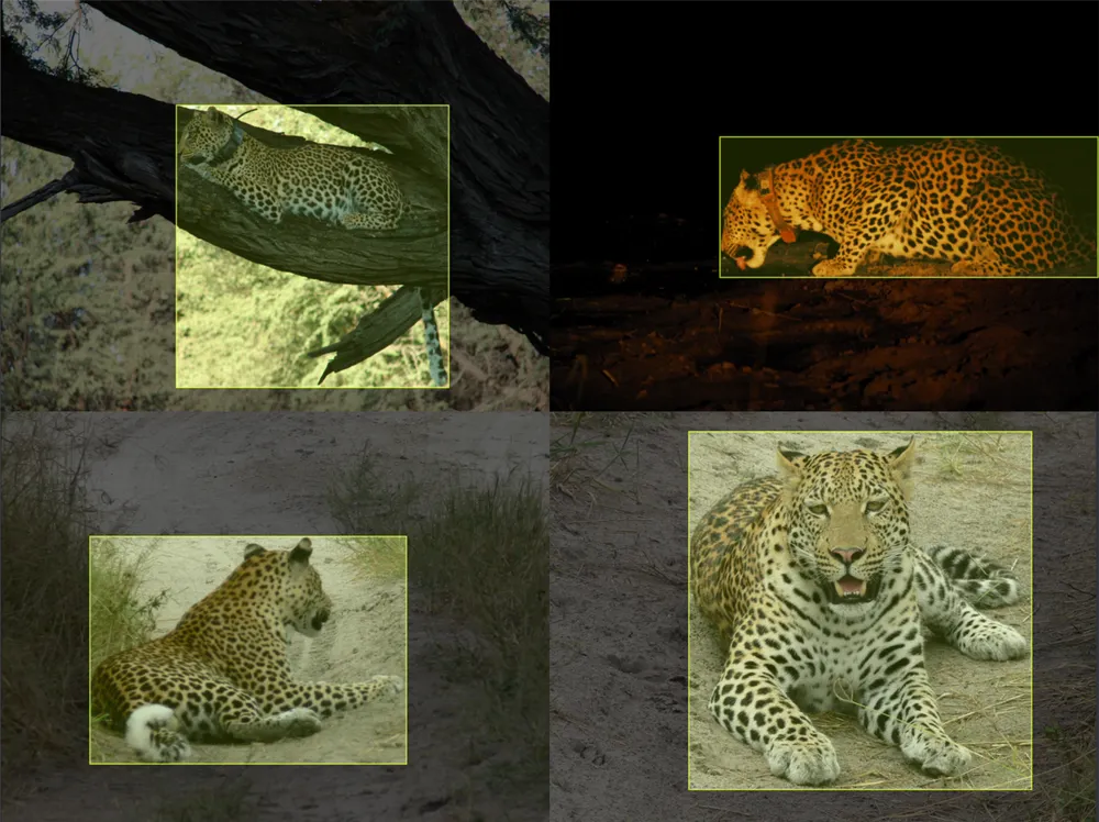 Labeled leopards for computer vision