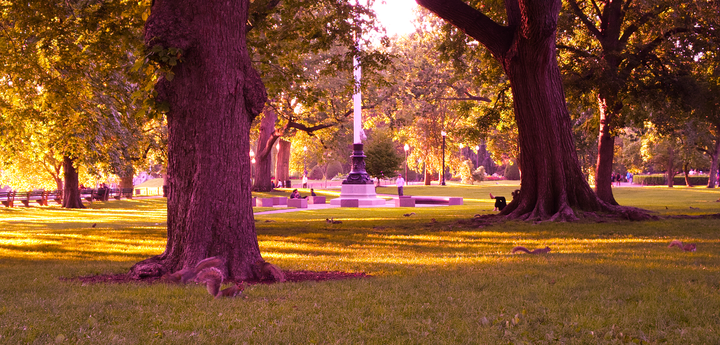 Boston Public Garden, squirrels being scamps