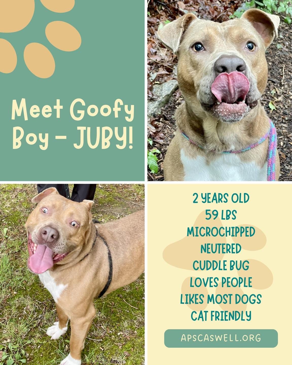 Juby Needs a Home and APS Needs Volunteers to Walk Dogs