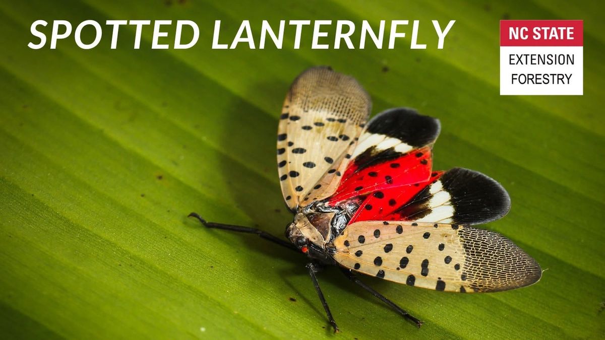 Spotted Lanternfly in Caswell County, Experts Urge Vigilance