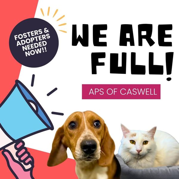 APS-Caswell Seeking Fosters