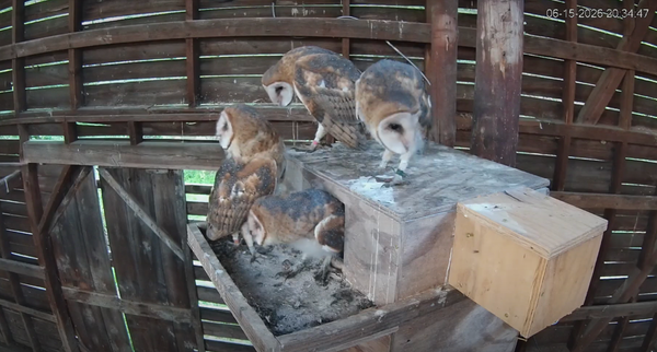 North Carolina Baby Barn Owls Receiving Worldwide Attention