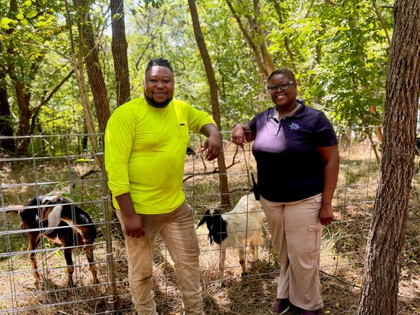 Leasburg Goats Assist With Historic Preservation in Milton