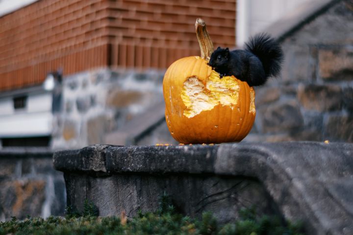 Black squirrel eating a pumpkin, which has bite marks over much of its surface