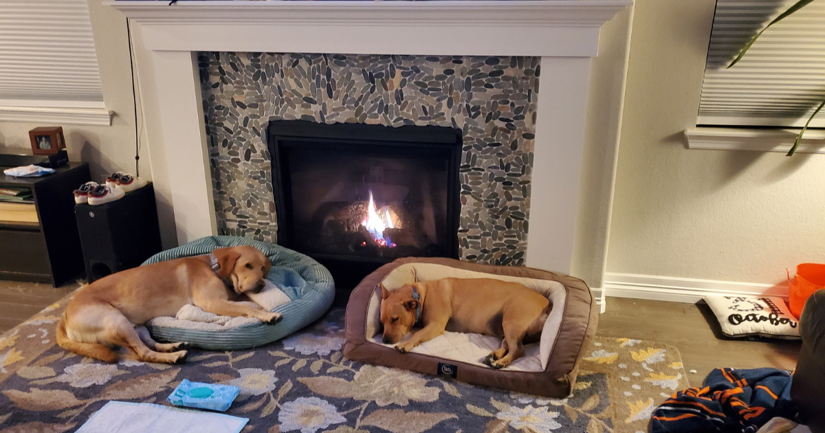 Bear and Daisy resting together by the fireplace – Bear, our fox-red lab who recently passed, with his big sister Daisy who is nearly 12