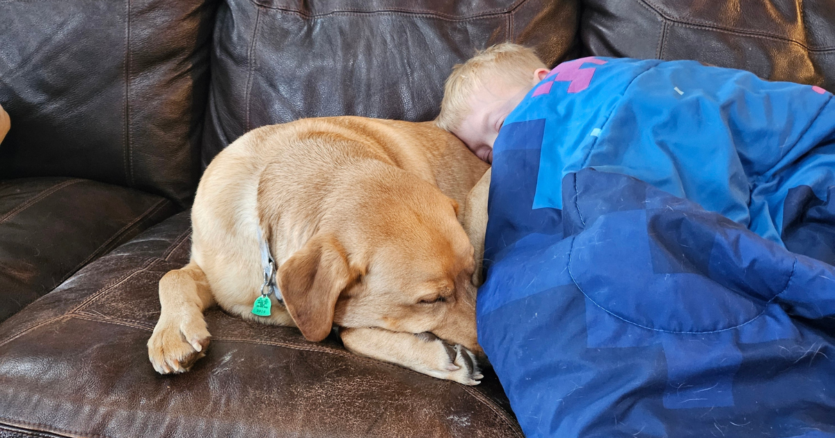 Bear cuddling and sleeping peacefully with one of the boys on the couch – a favorite memory of our loyal fox-red lab who recently passed away