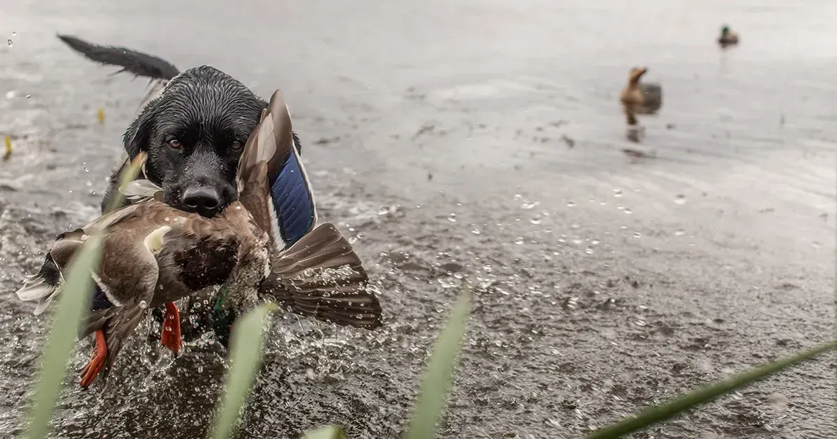 Duck Hunting