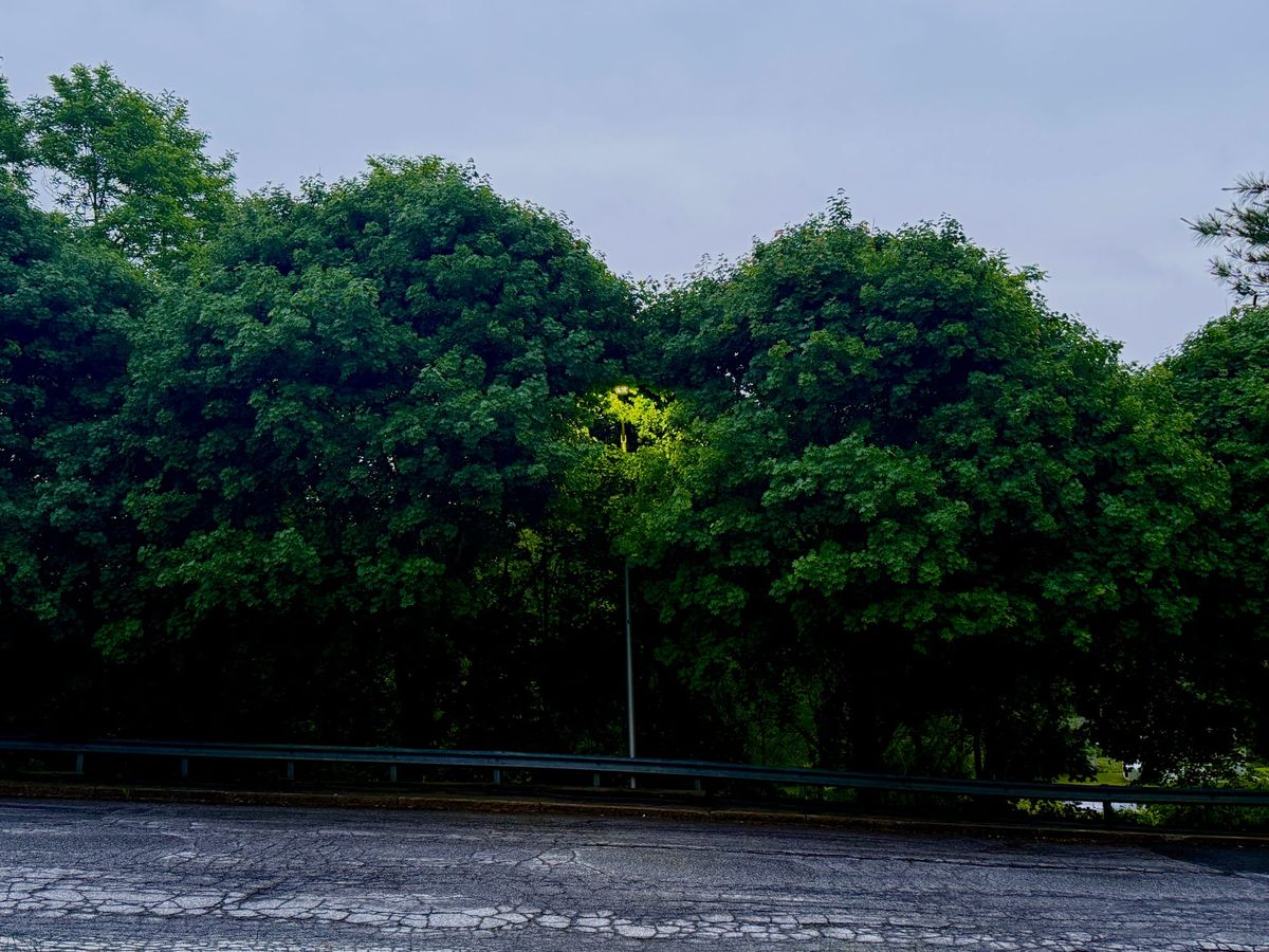 Bringing back the trees