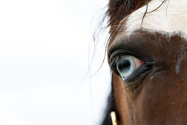 Glorious Goodwood Day Four: a quieter day today, Three Single Points