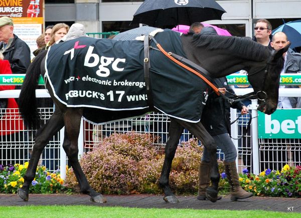 Farewell Big Buck’s – The Champion Who Always Found More