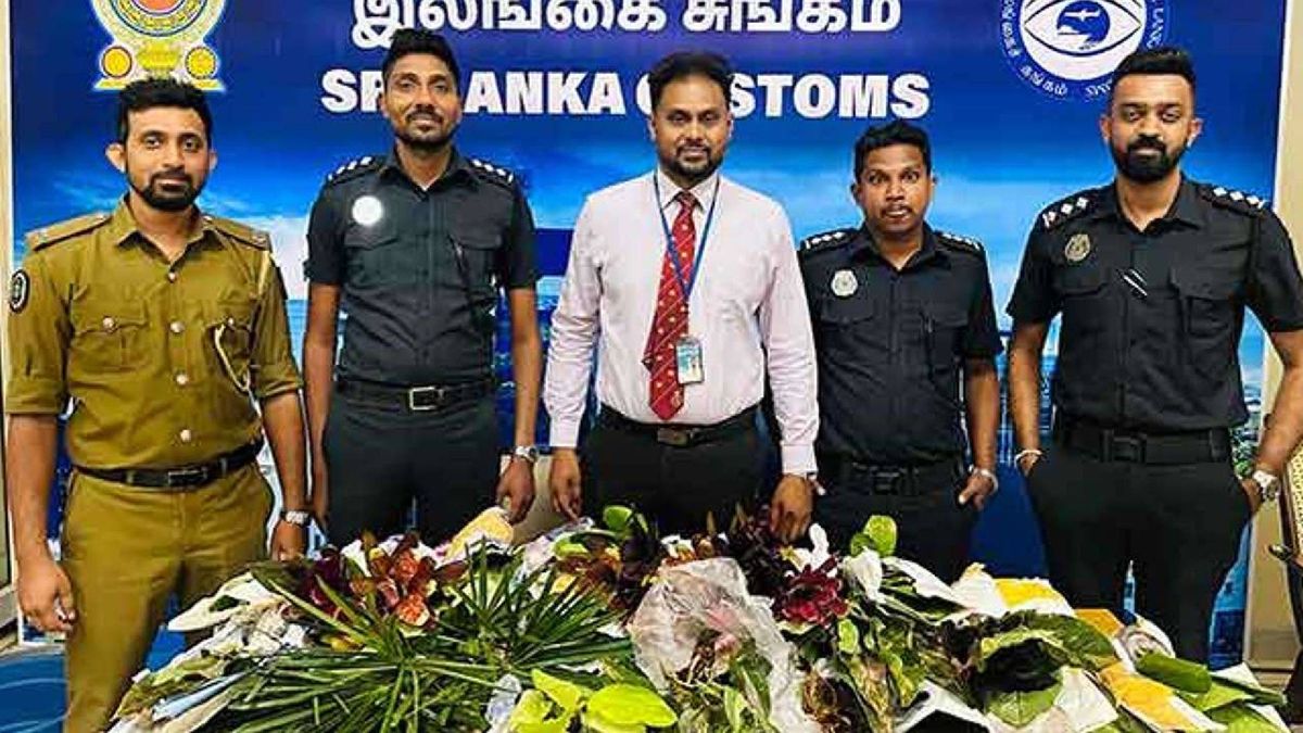 சட்டவிரோதமான முறையில் நாட்டுக்கு கொண்டுவரப்பட்ட உயிருள்ள அலங்காரத் தாவரங்களுடன் பயணி ஒருவர் கைது!