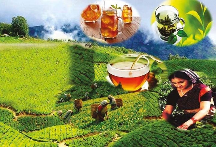 இலங்கைத் தேயிலைக்கான கேள்வி சர்வதேச சந்தையில் கணிசமாக அதிகரிப்பு!