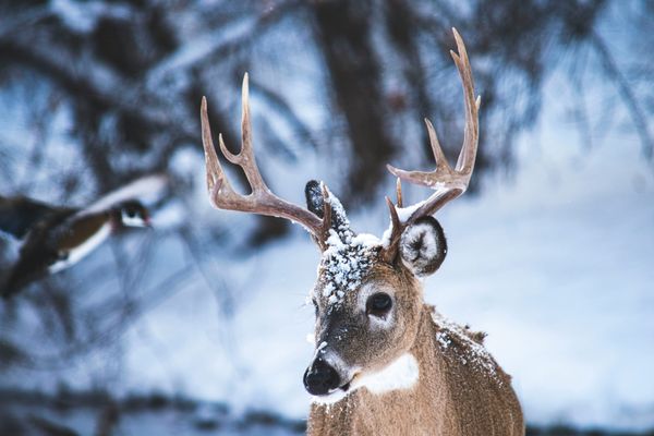 Michigan's One-Buck Rule: What the DNR Is Proposing and What It Means for You