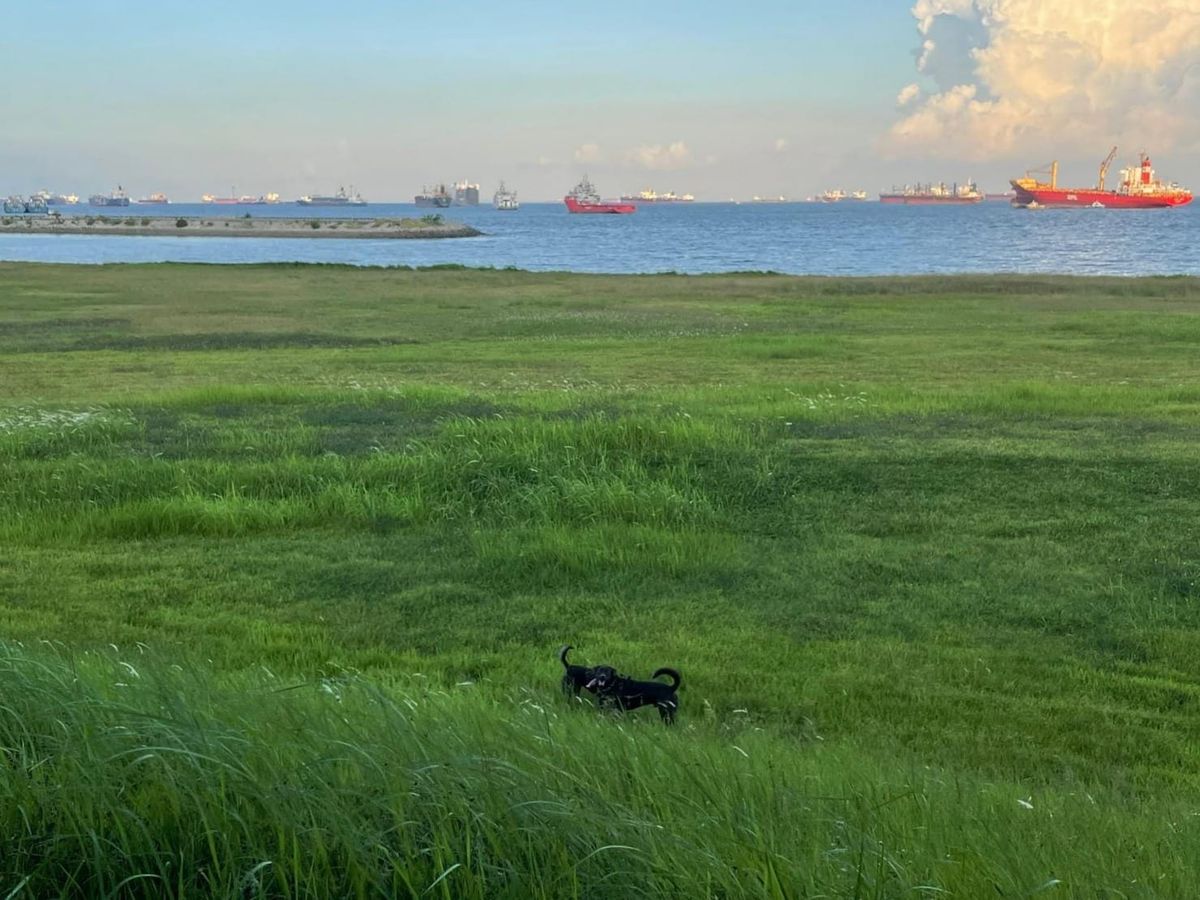 The Moon and Whatnots