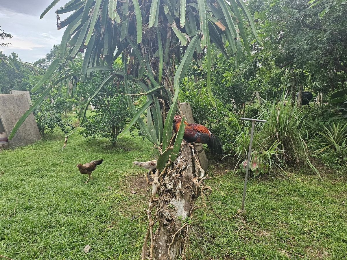 Sweet, Joyful, Sleep