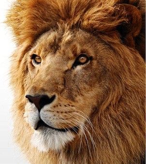 7 Reasons I (Finally) Updated to Lion