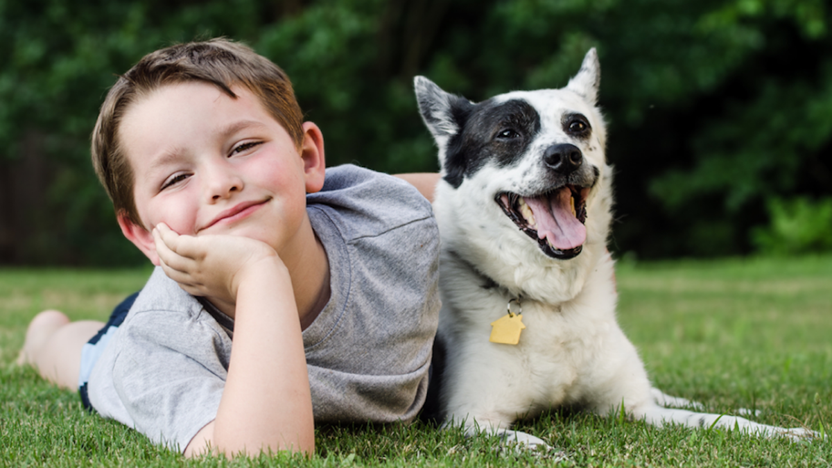 How tech is making it easier to find the right dog