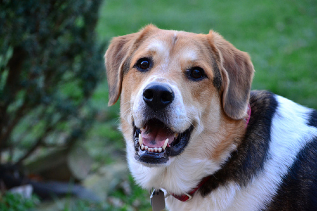 dog-wearables