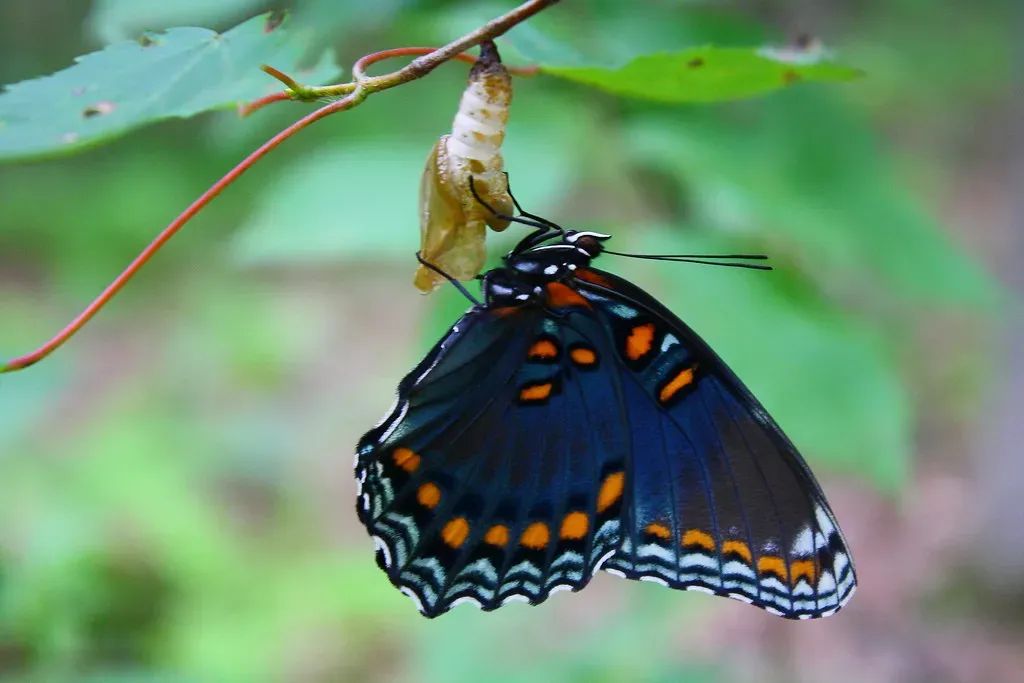 Metamorphosis
